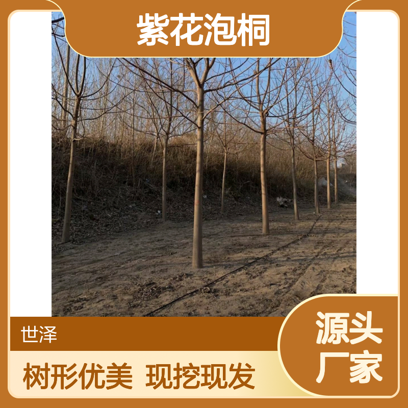 10 12 15公分紫花泡桐 树形优美 常规树种 现号现挖