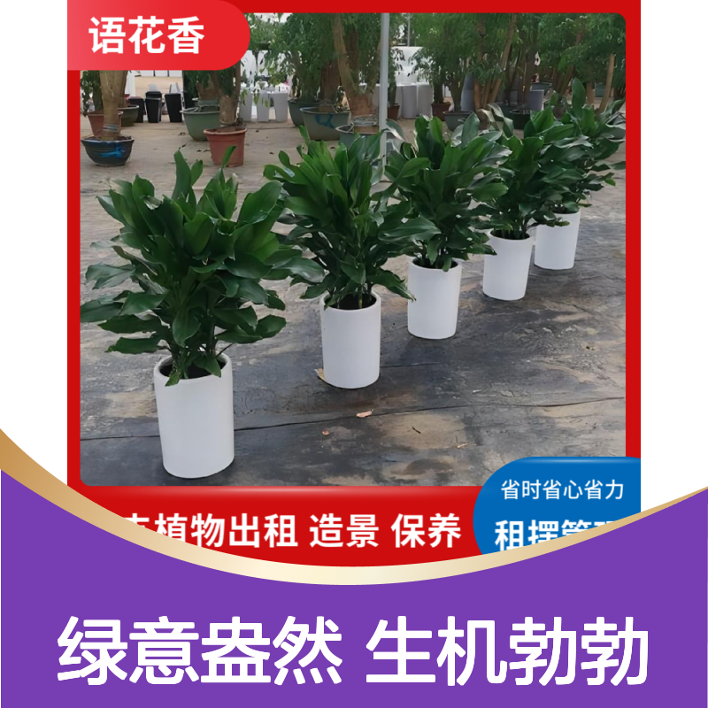 花卉租赁出租服务 君子兰端庄素雅 室内外造景定制