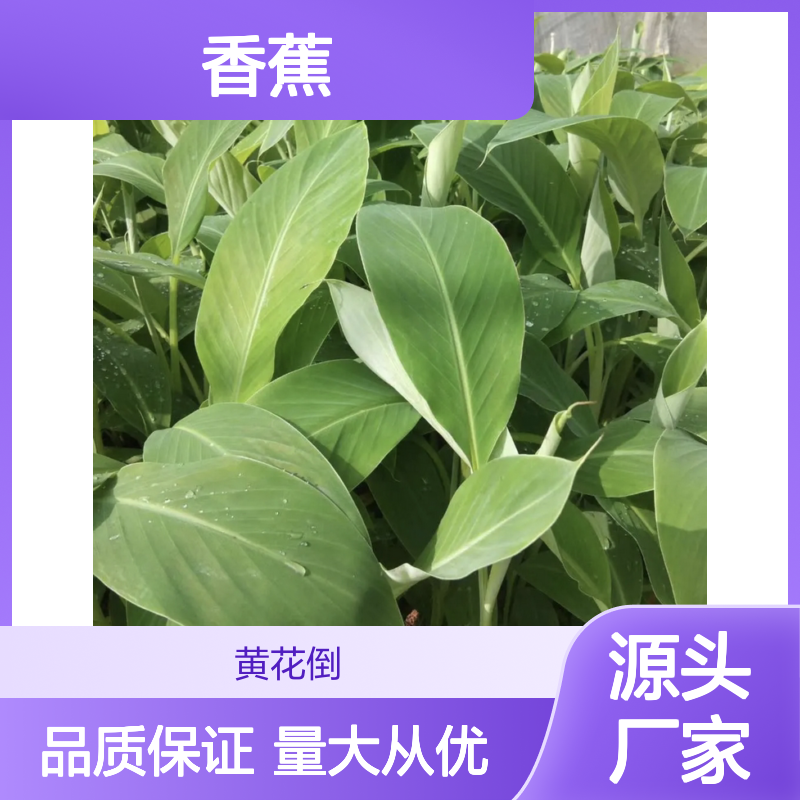 优质香蕉品种齐全 批发供应 营养丰富 果形美观