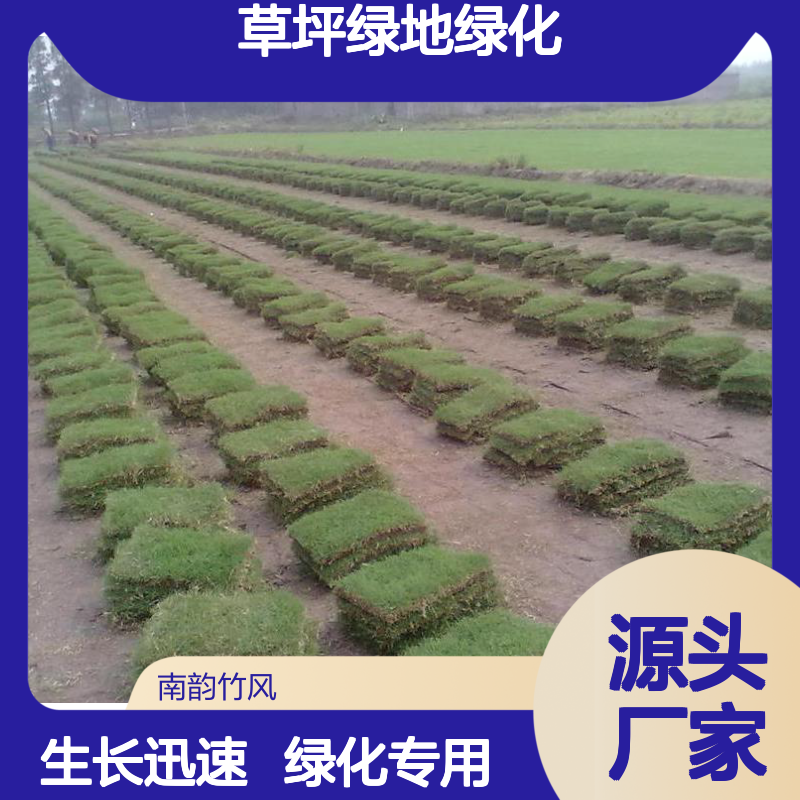 马尼拉草补种 草坪绿地绿化工程专用 生长迅速