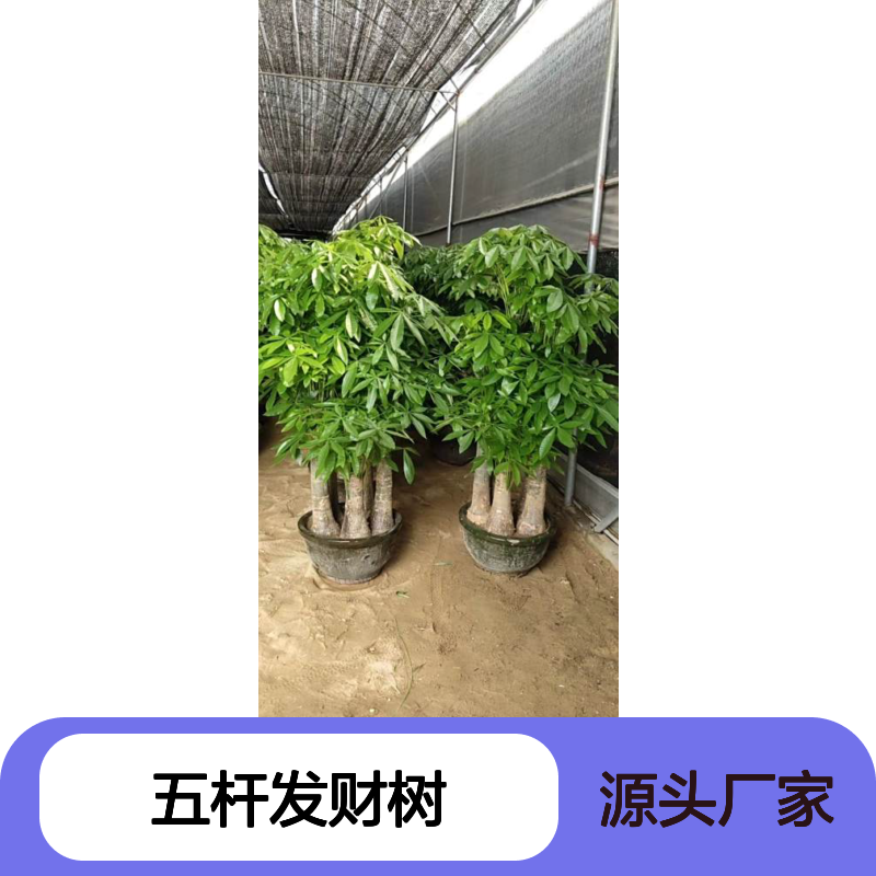 五杆发财树 车公庙绿萝柱绿化公司 植物租赁养护服务