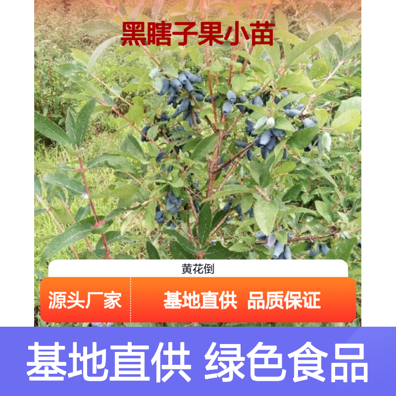 黑瞎子果小苗 百亩基地直供 易于管理 绿色食品