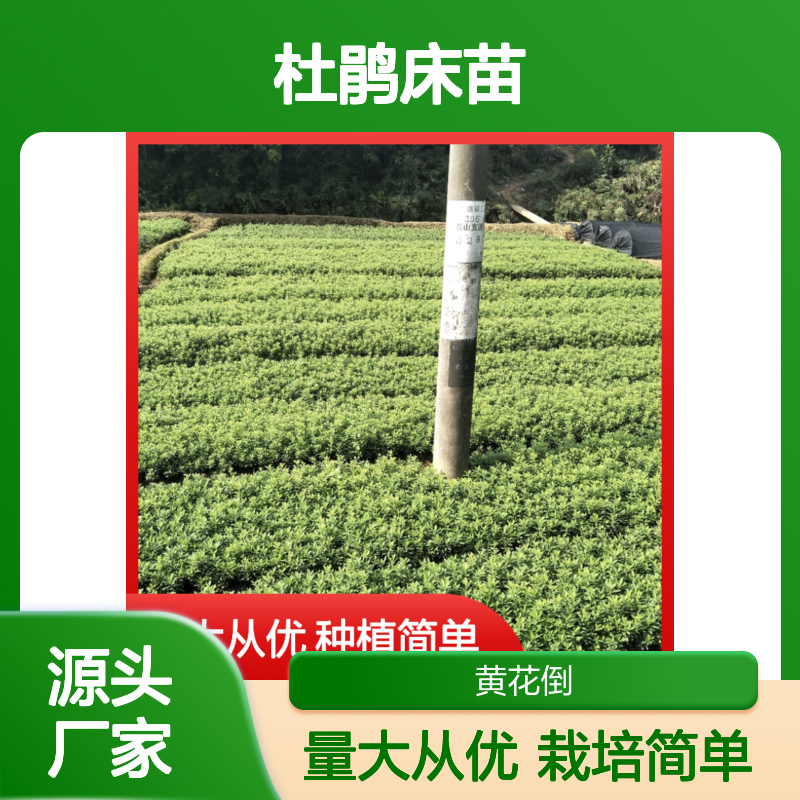 毛杜鹃床苗 园林种植优选 批发供应 易于栽培 花多形美