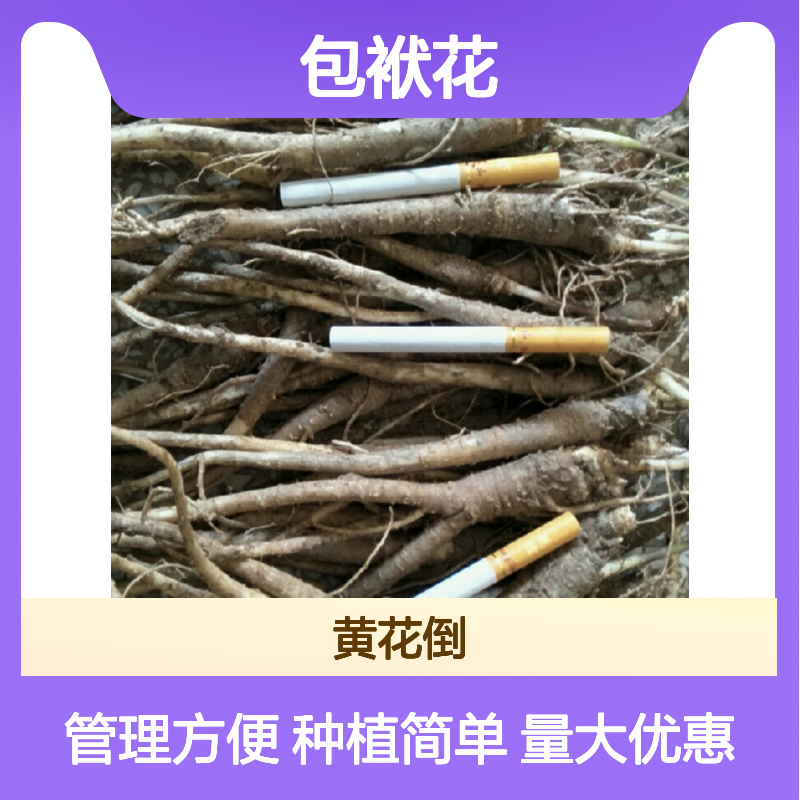 包袱花种苗 批发供应 百亩种植 技术指导 出芽率高