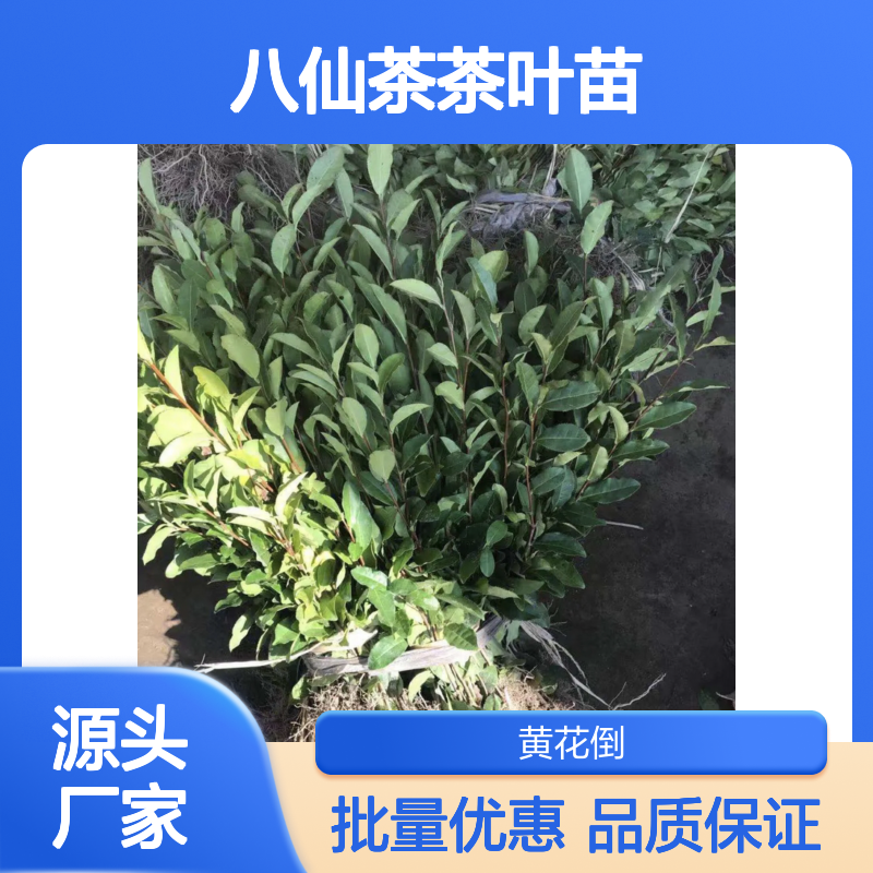 八仙茶茶叶苗 批发基地直供 品种优良 源头好货