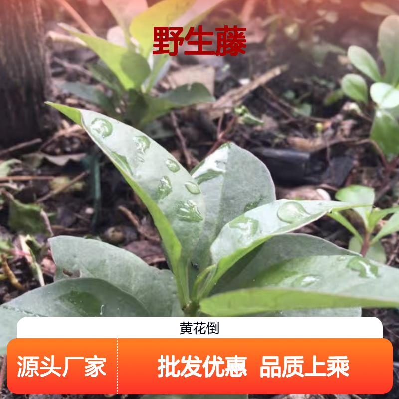 野生藤药食两用 百亩基地直供 品质保证 种植专业