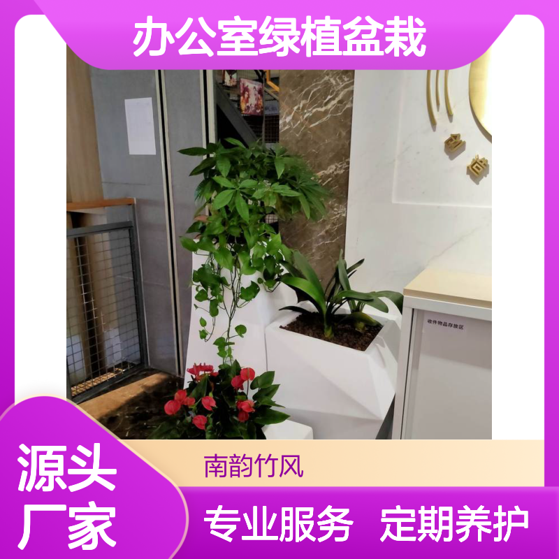 公司植物租摆服务 植物盆栽摆放 办公室绿植盆栽定期养护