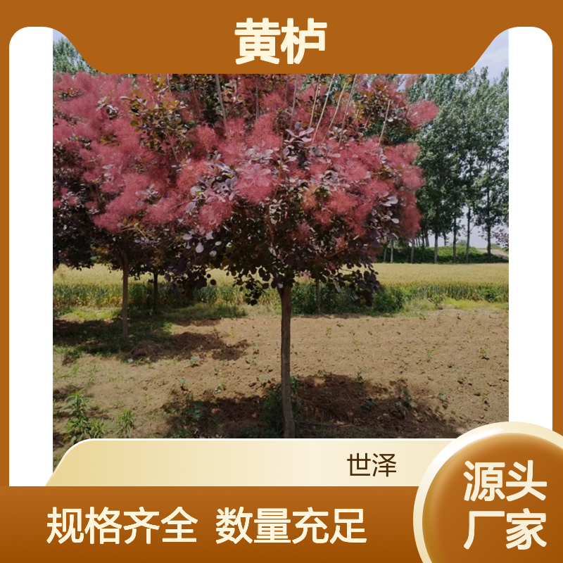 供应黄栌 3公分4公分5公分6公分 易成活 规格全 数量大
