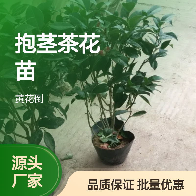 越南进口 抱茎茶花苗 批发供应 四季常绿 树姿优美
