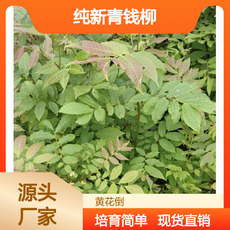 纯新青钱柳种子 当年新采 扦插易活 生长迅速 技术指导