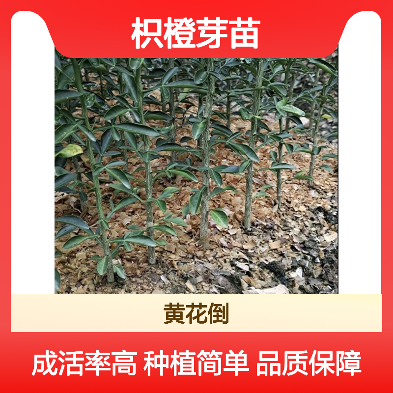 枳橙芽苗 果园换种优选 抗脚腐病 树势强健 高产砧木
