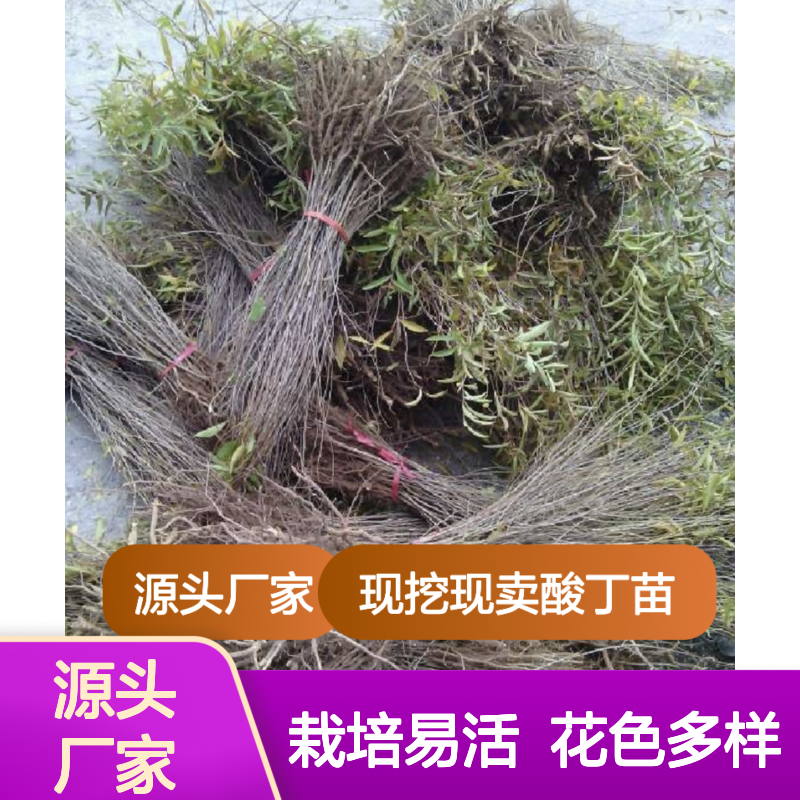 现挖现卖酸丁苗 庭院绿化观赏植物 栽培易活 花色多样