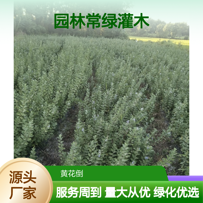 批量供应刀金子苗 常绿灌木观赏性强 管理简单