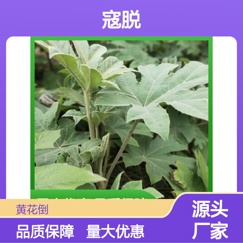 寇脱小苗 批发供应 园林优选 生长迅速 管理简便
