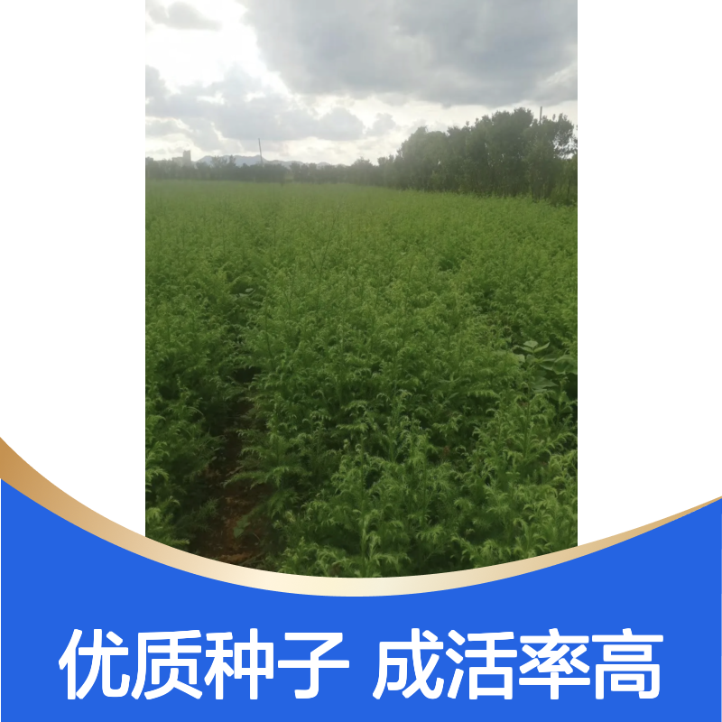 当年纯新刺杉种子 苗木合作社自营免费技术指导