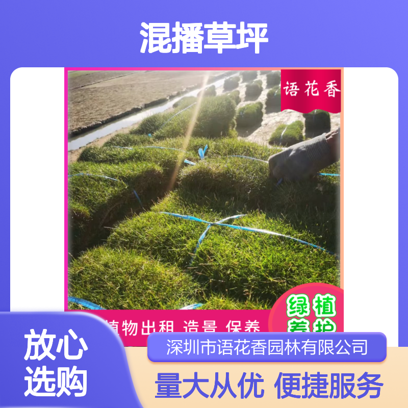混播草坪 园林绿化专用 带泥土真草皮 抗踩踏弹性优越