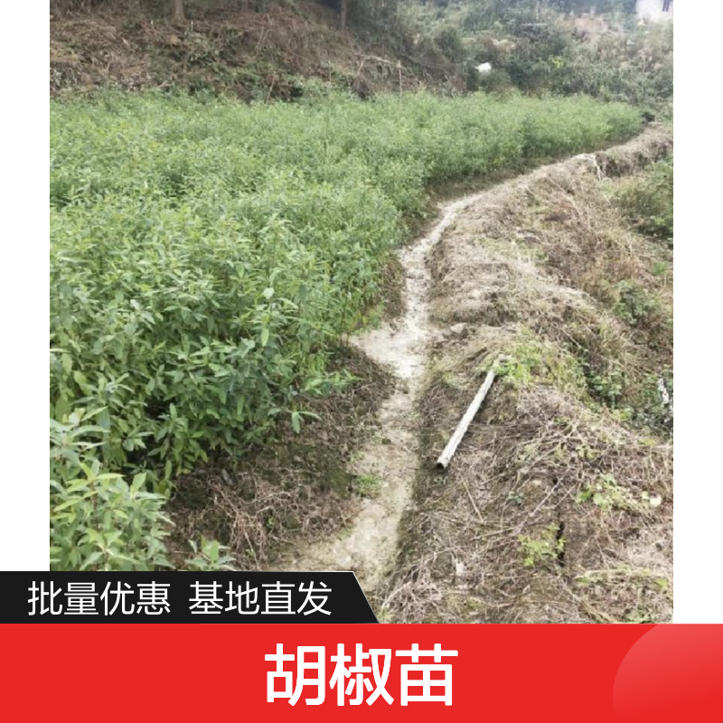 山胡椒苗百亩园 造林优选 批发基地 生长旺盛 适应性强