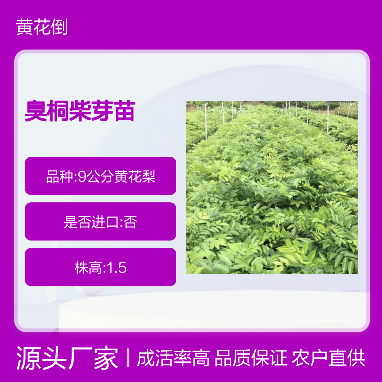 农户直供臭桐柴芽苗 多年生根系发达成活高规格齐全
