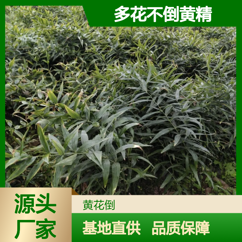 多花不倒黄精种苗 基地直供 优质繁殖 产量丰富