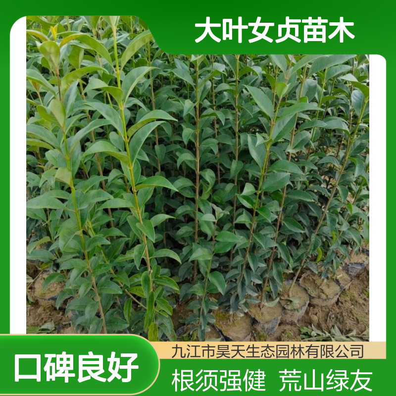 荒山复绿 大叶女贞苗木 H60-100CM无纺布袋苗 根须发达