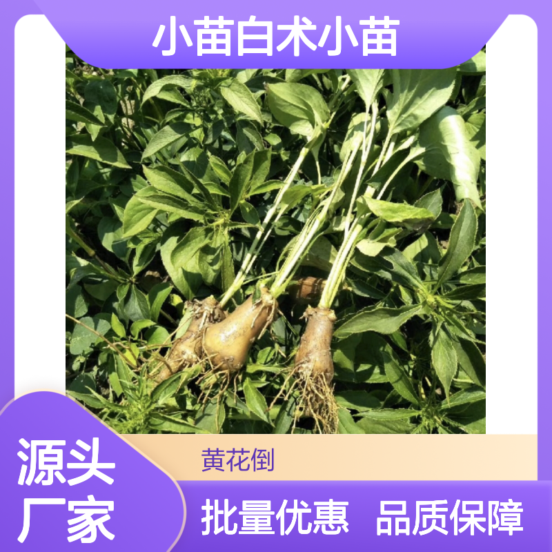 白术小苗批发 园林植物常备品种 根茎粗壮 生长迅速