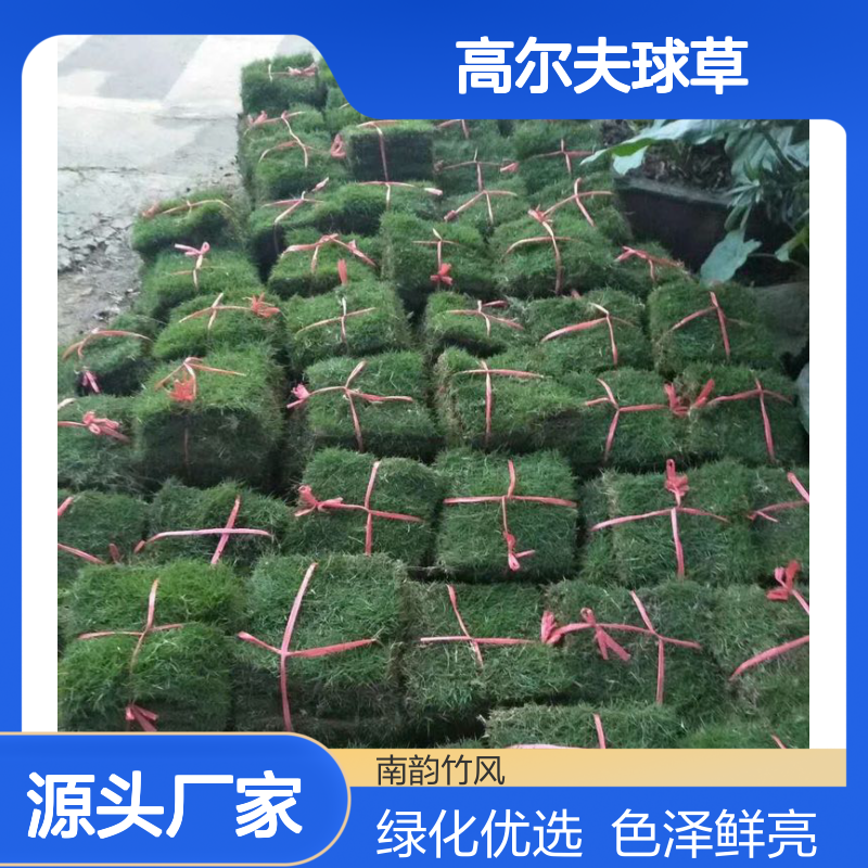 高尔夫球草 绿化工程草皮 草种优良 生长低矮 色泽鲜亮
