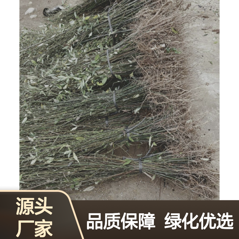 山姜子树苗 落叶灌木芳香植物 生长良好 适应性强