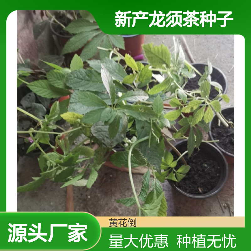 龙须茶种子现货 提供全面种植指导 生长迅速 成活率高