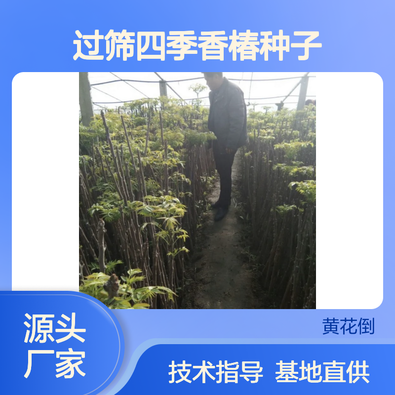 精选过筛四季香椿种子 基地直供免费技术指导