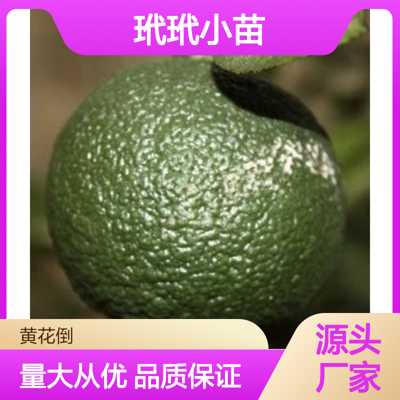 玳玳小苗基地直供 园林绿植优选 枝叶茂密 生长迅速