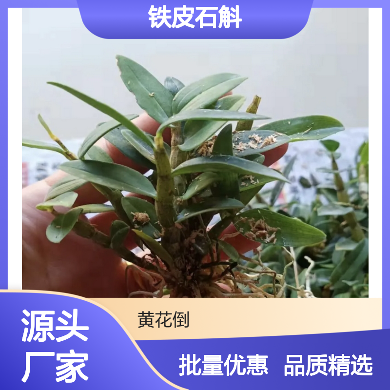 铁皮石斛种苗 批发供应 基地直供 遮阴管理 湿润保持