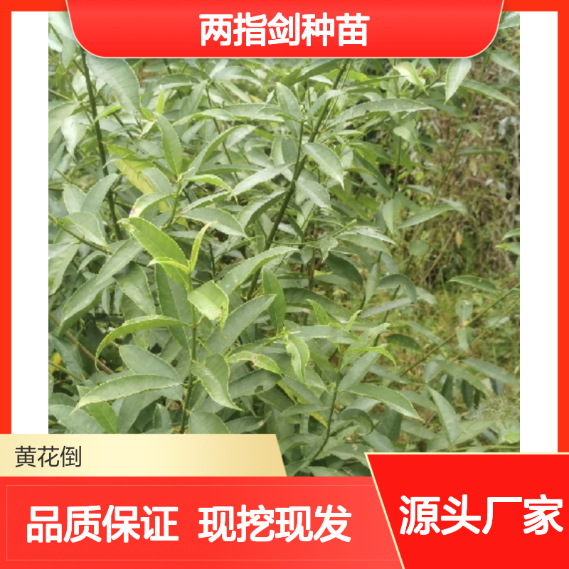 当天起苗 新鲜两指剑种苗 园林优选 专业培育 管理规范