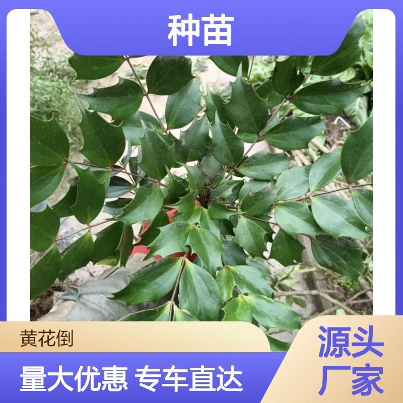 黄天竹种苗 当天起苗发货 专线直达 耐寒性强 成活率高