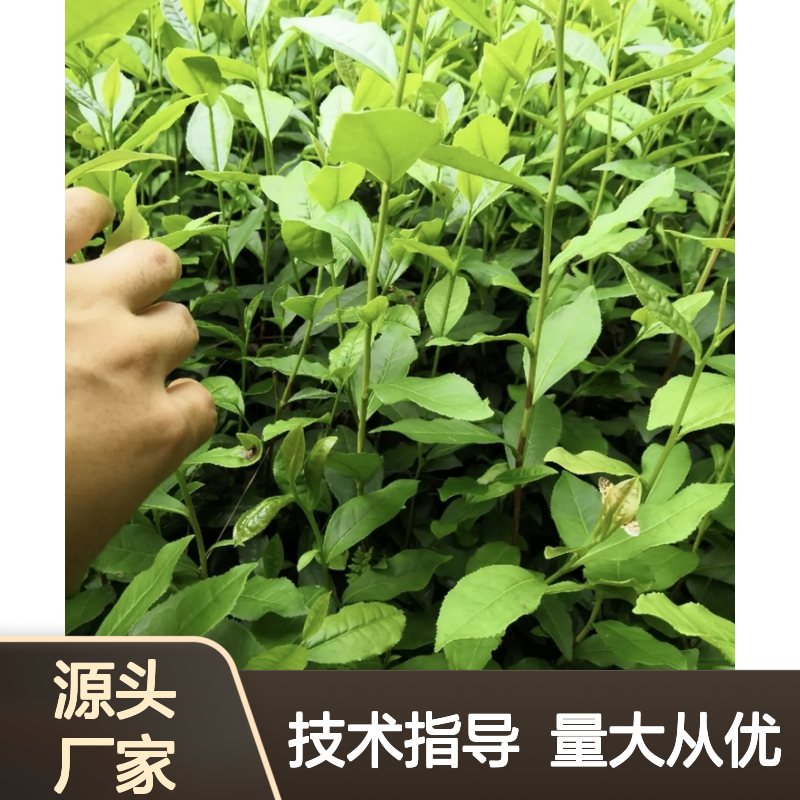 铁观音茶容器苗 产地直供 免费技术 一手货源 品质保证