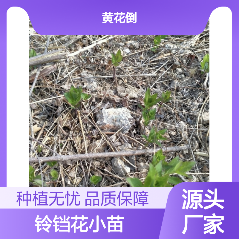 铃铛花小苗 批发种植园直供 管理指导 技术支持