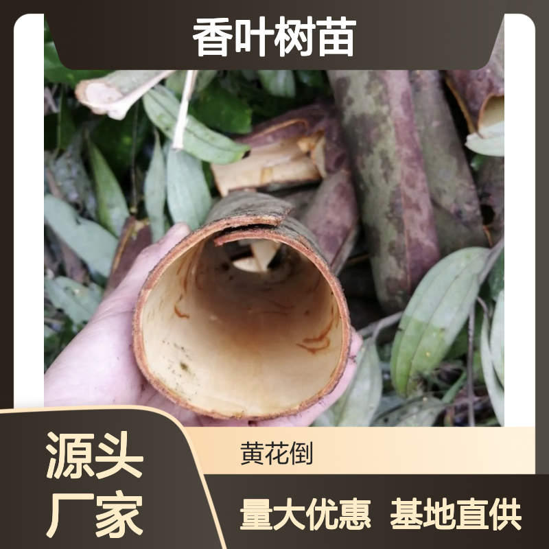 基地批发香叶树苗 种植收益好 荒山农田均可种植