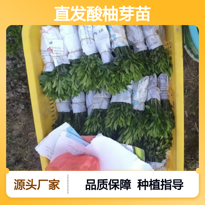 产地直发酸柚芽苗 附带种植技术 土壤适应强 品质优良