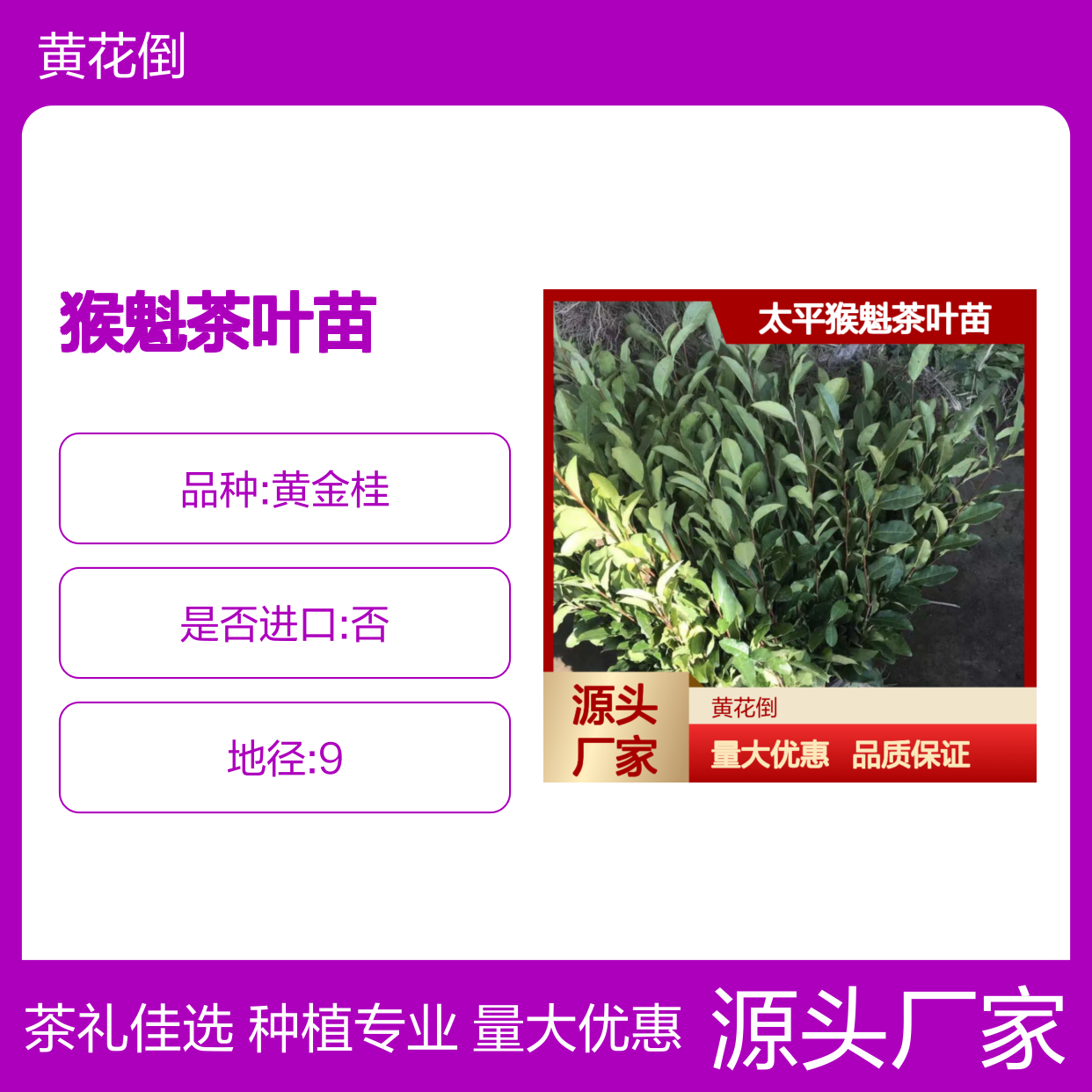 猴魁茶叶苗 基地种植品质佳 健康养生 口感醇厚