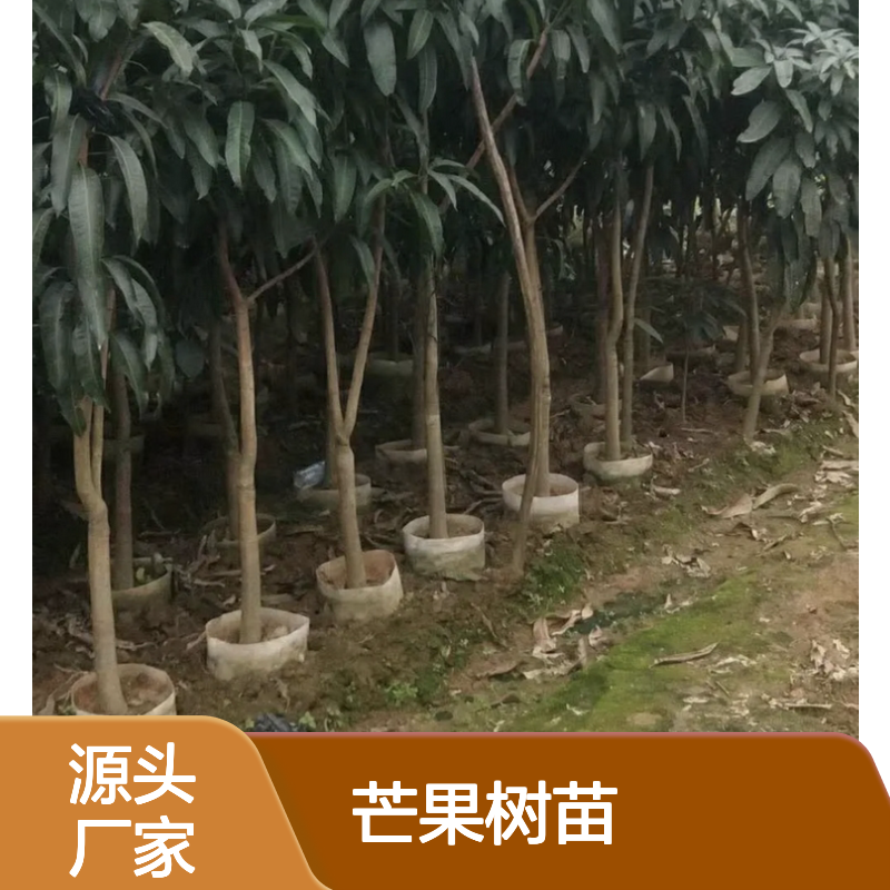 精选芒果树苗 种植园批量出售 品质优良 丰产稳产