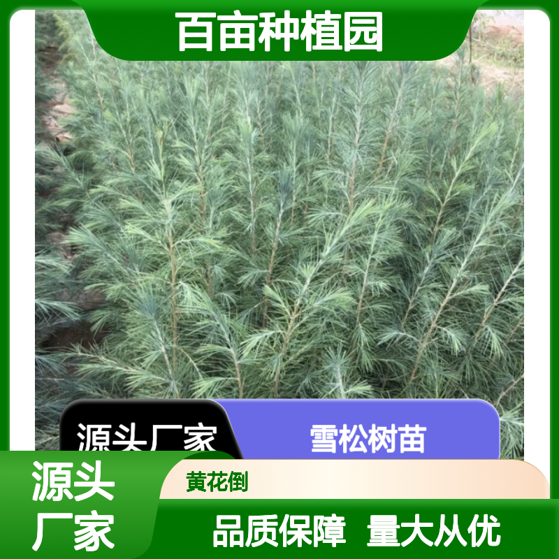 雪松百亩种植园 优质雪松树苗批发 园林优选 自然形态