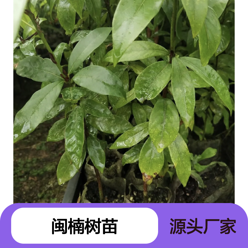 闽楠树苗 批发供应 金丝楠木珍贵树种 防虫耐腐