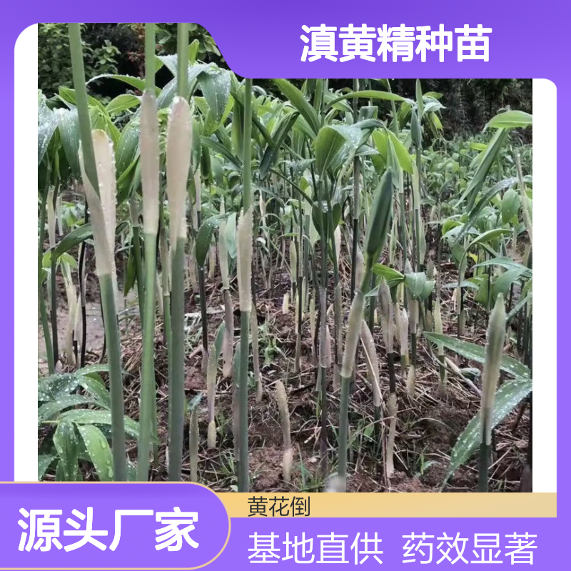滇黄精种苗 基地直供 繁殖方便 药效显著 品质优良