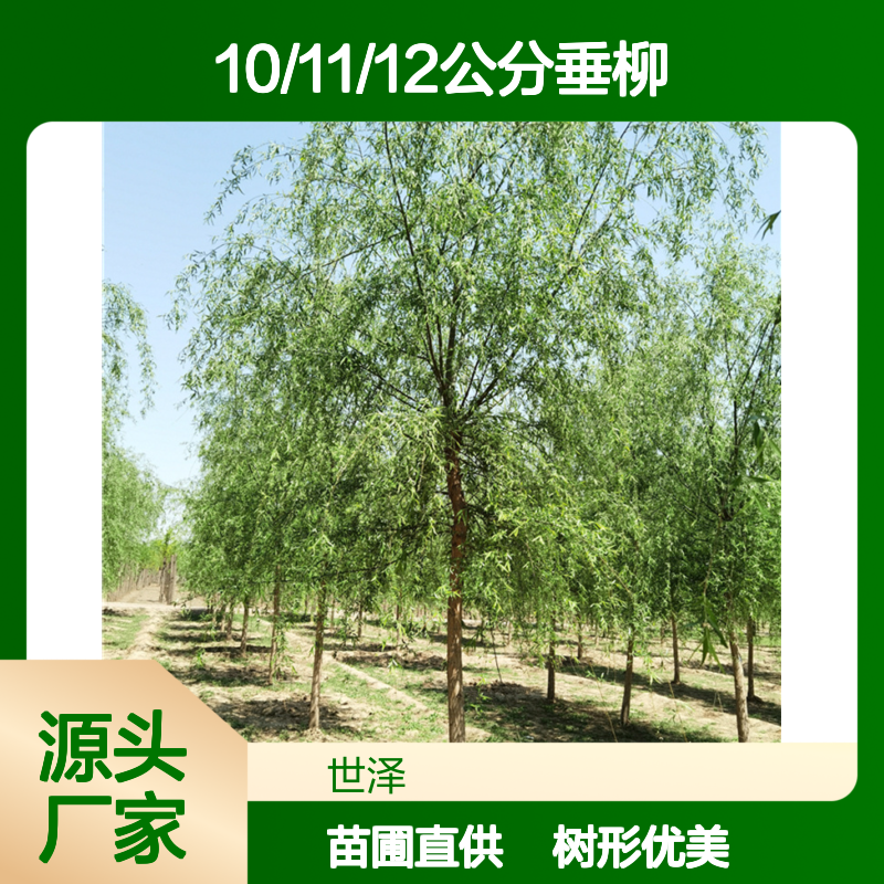 10/11/12公分垂柳 苗圃供应 景观价值高 以树结缘 欢迎采购