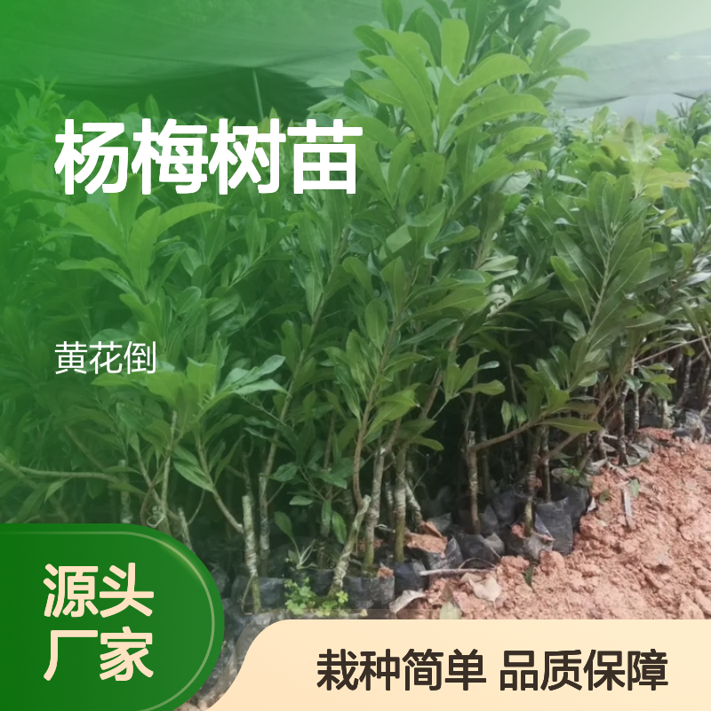 杨梅树苗 嫁接品种 基地直供 生长旺盛 果实鲜美