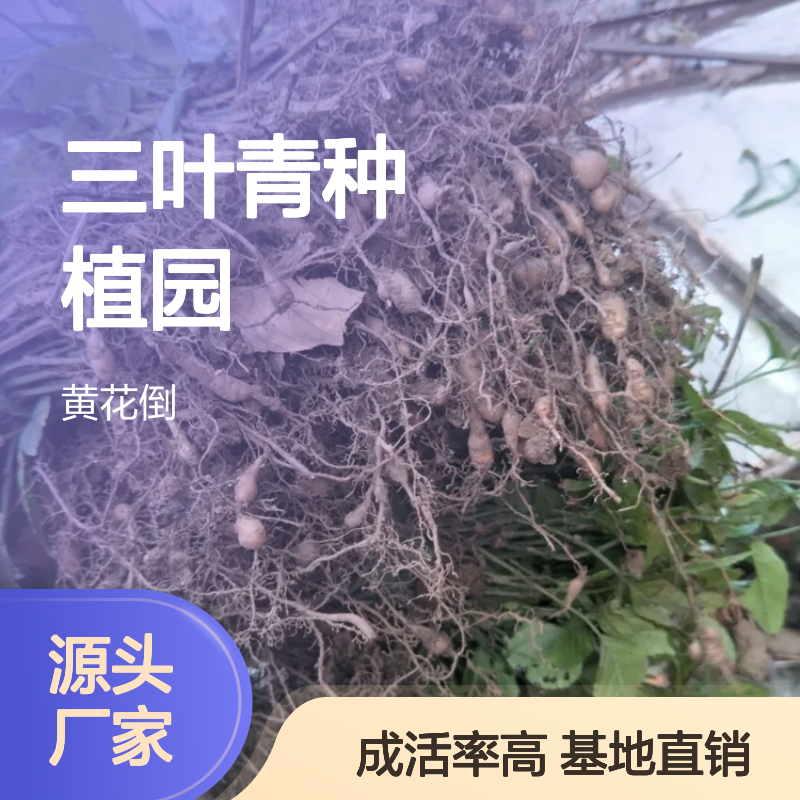 三叶青种植园 优质三叶青种苗 基地直供 养护简单