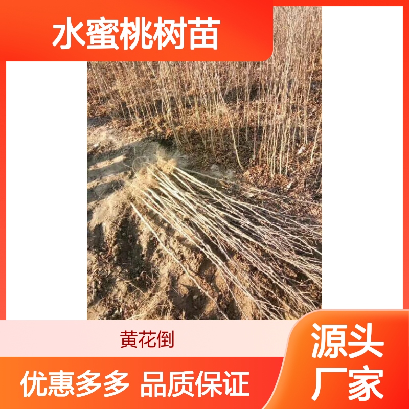 水蜜桃树苗 基地直供 品种纯正 果肉多汁 抗旱耐寒
