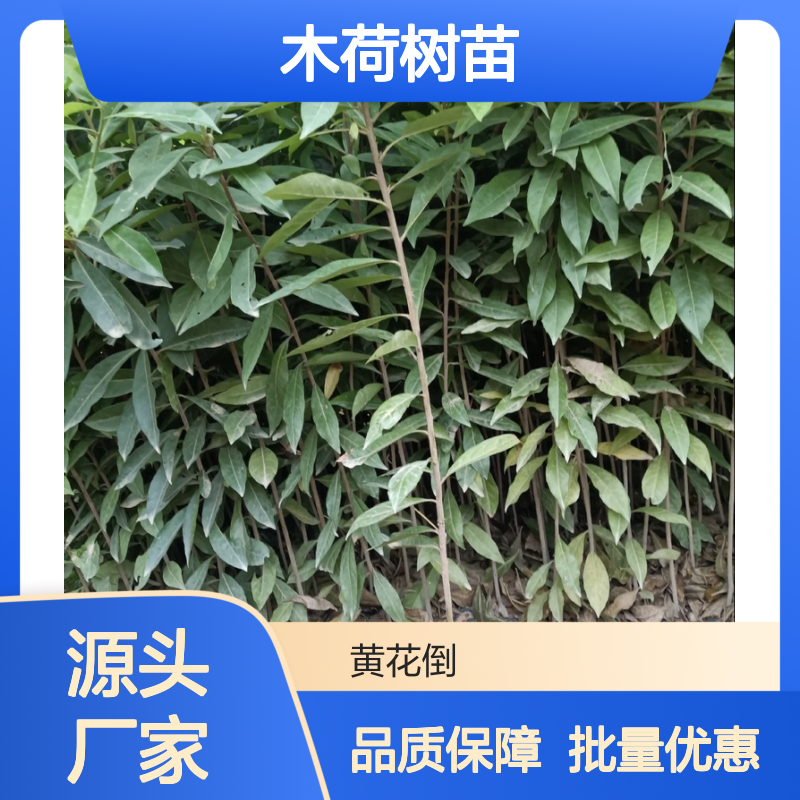木荷树苗 主产区直供 造林优选 天然更新 生长迅速