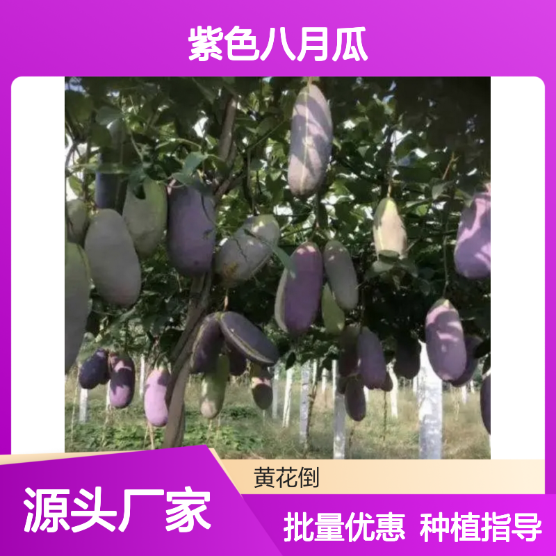 紫色八月瓜果树苗木 批发种植园直供 自然生长