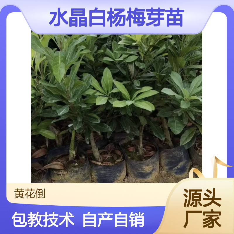 自产自销水晶白杨梅芽苗 基地直发包教种植管理技术 品质纯正可票