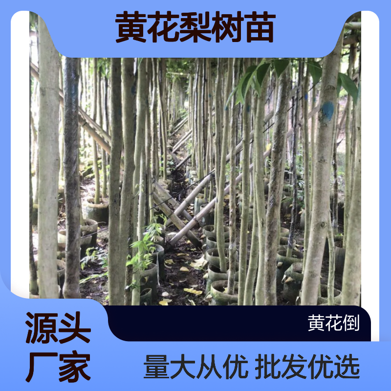黄花梨树苗 百年种植园直供 批发优选 纹理清晰